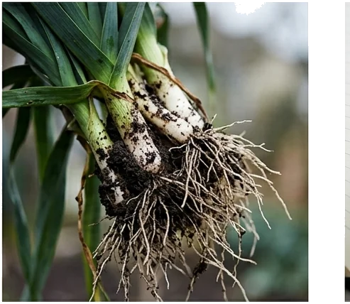 The Curators of the Soil